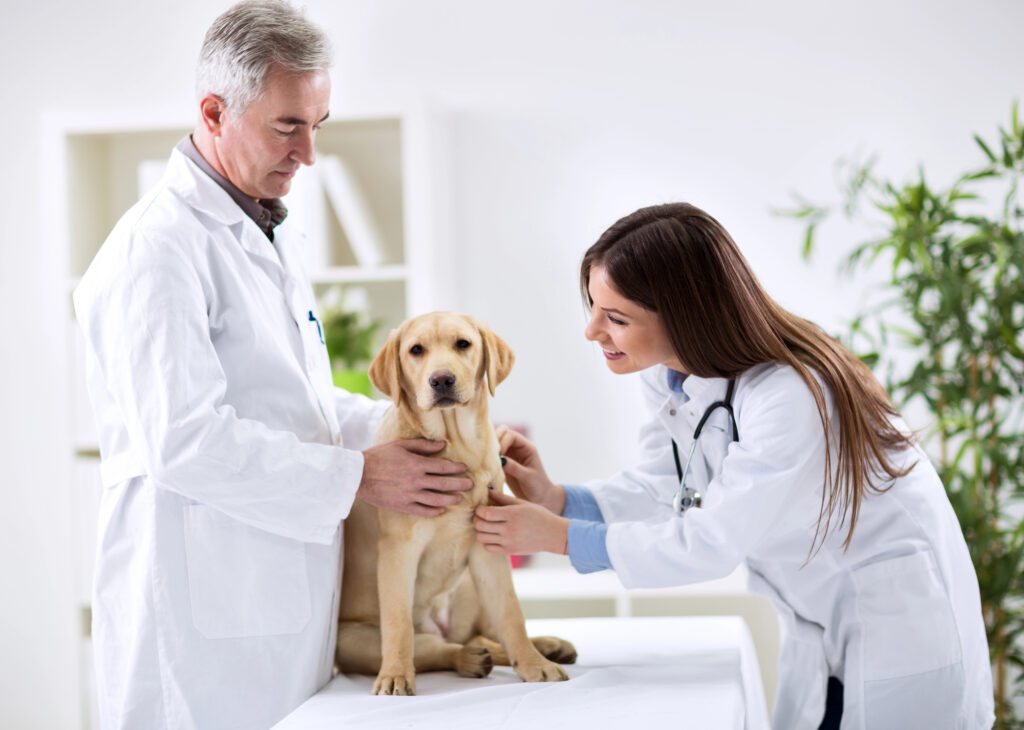 Harassment Guidelines for Veterinary Practice Owners