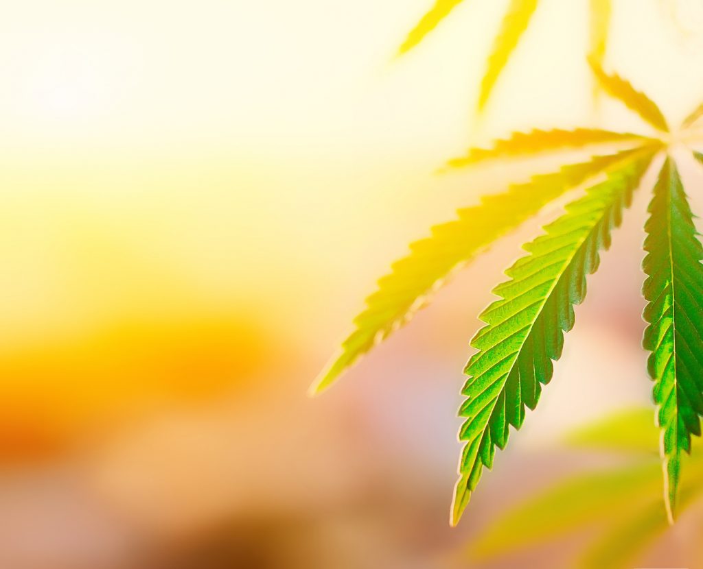 Concept breeding of marijuana, cannabis, legalization, herbal alternative medicine, CBD oil. Cannabis plant grown commercially for hemp production