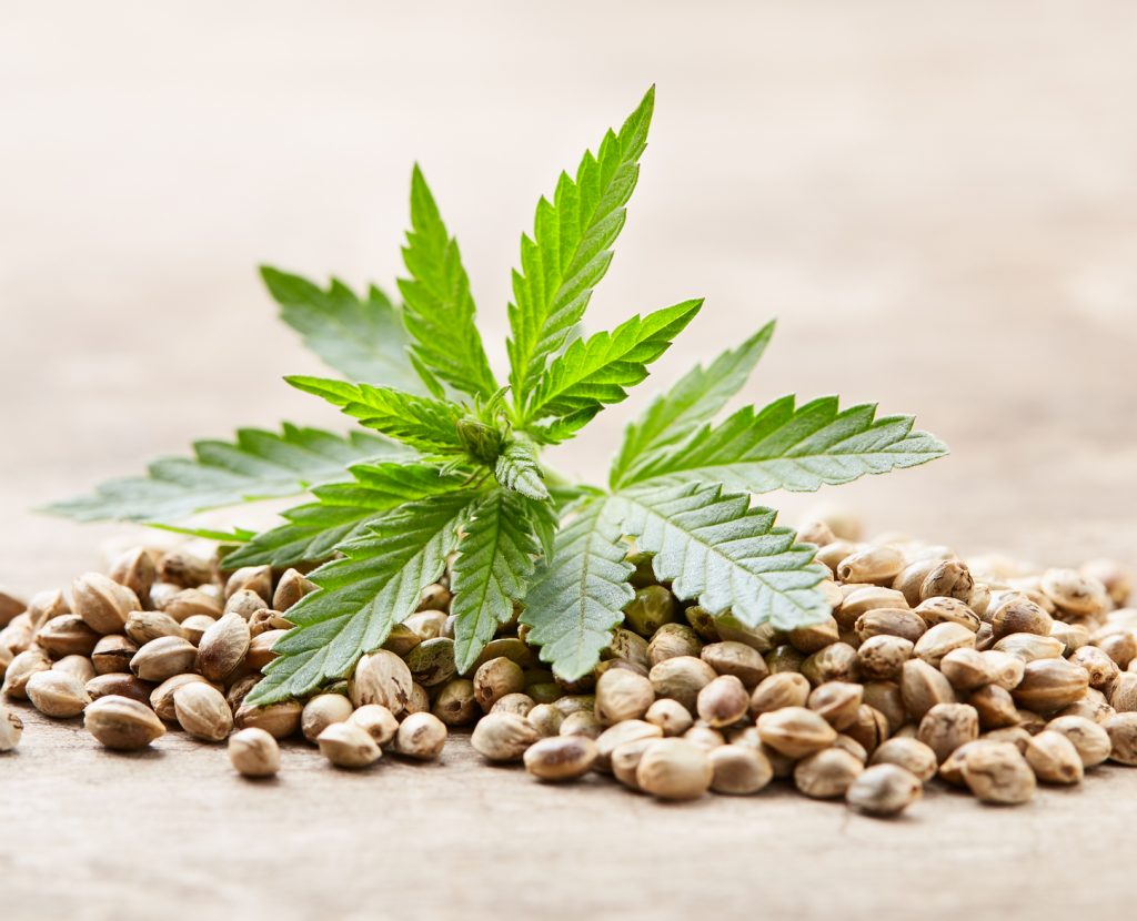Heap of hempseeds with cannabis plant on wooden background