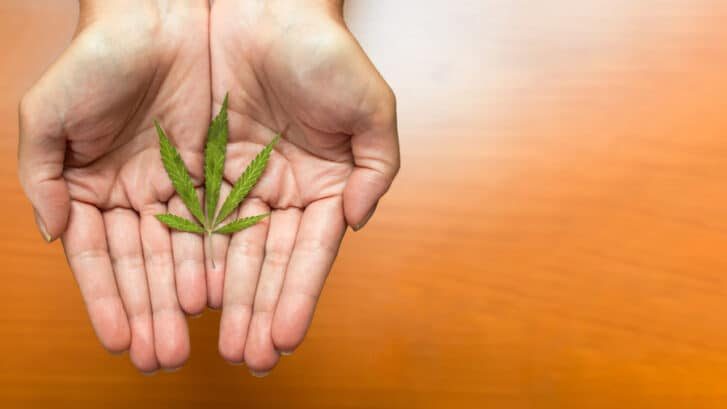 Top,View,Of,A,Hands,Showing,A,Beautiful,Marijuana,Leaf