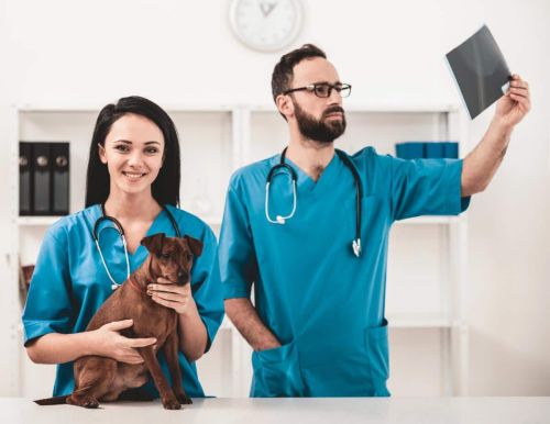 Buying a Veterinary Pract…