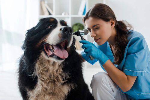 Why Veterinary Practice O…