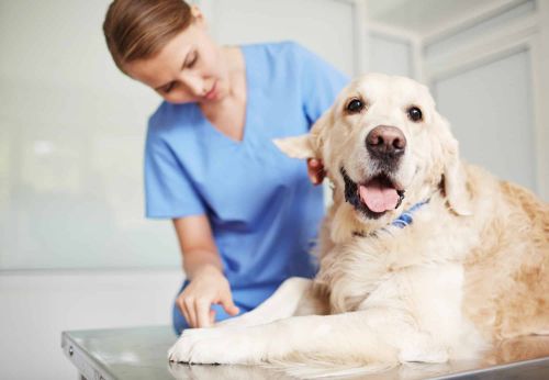 Why Veterinary Practice W…