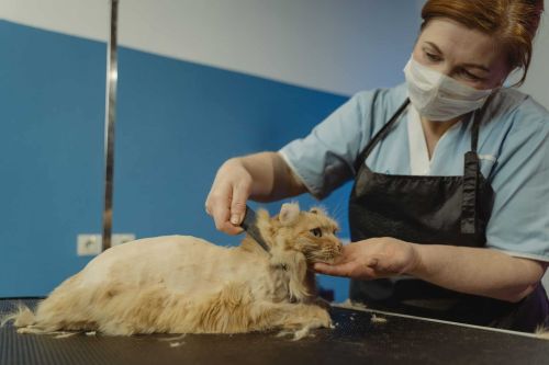 Federal Employment Laws Veterinary Practice Owners Must Consider Before Terminating Employees.