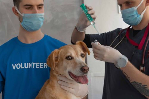 Ten Employment Mistakes Veterinary Practices Make When Terminating Employees.