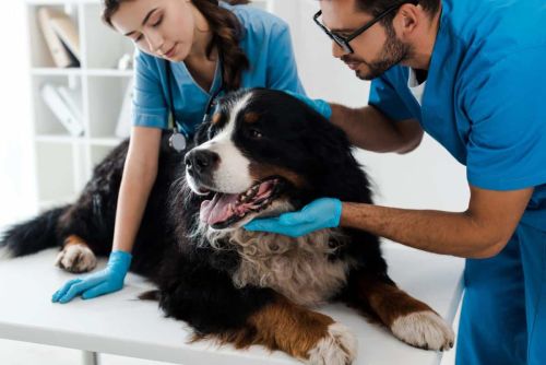 Employment Law: Veterinar…