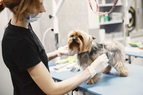 The High Cost of Improper Employee Terminations in Veterinary Practices.