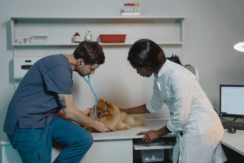 Why Every Veterinary Practice Needs an Updated Employee Handbook.