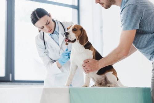 Q&A - Veterinary Practice…